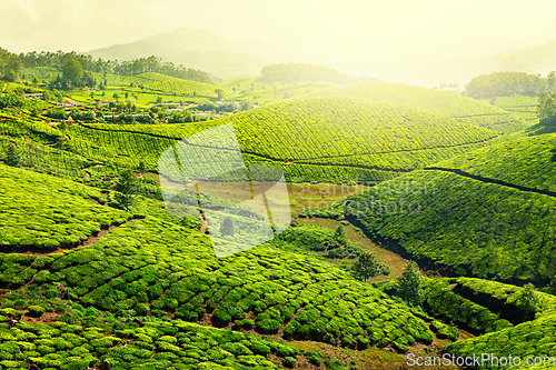 Image of Tea plantations