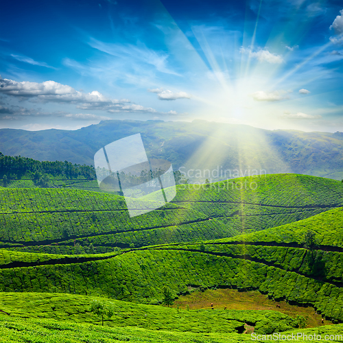 Image of Tea plantations