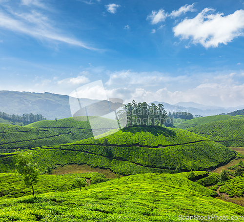 Image of Tea plantations