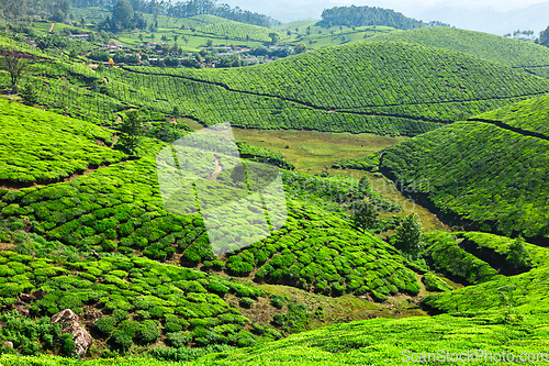 Image of Tea plantations