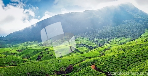 Image of Panorama of green tea plantations