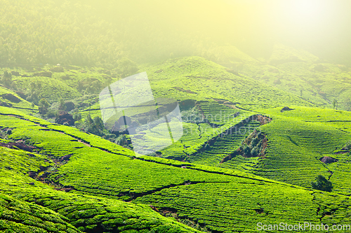 Image of Tea plantations