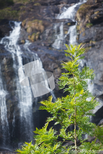 Image of Tree on waterfall background