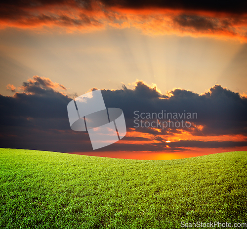 Image of Sunset sun and field of green fresh grass under blue sky