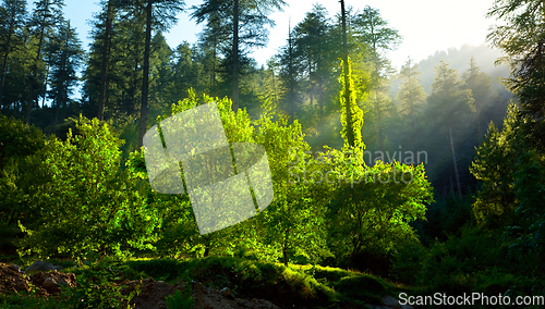 Image of Morning forest with sunrays