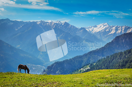 Image of Horse in mountains. Himachal Pradesh, India