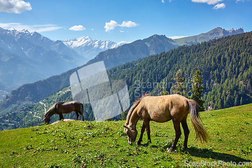 Image of Horses in mountains. Himachal Pradesh, India