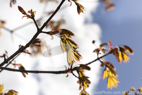 Image of Details of maple