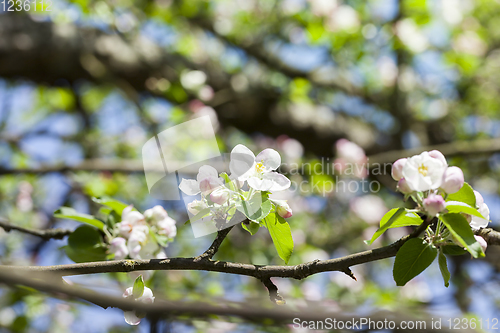 Image of fruit tree flowers