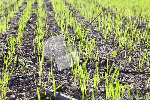 Image of young wheat grass