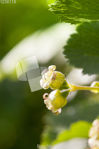 Image of currant flower