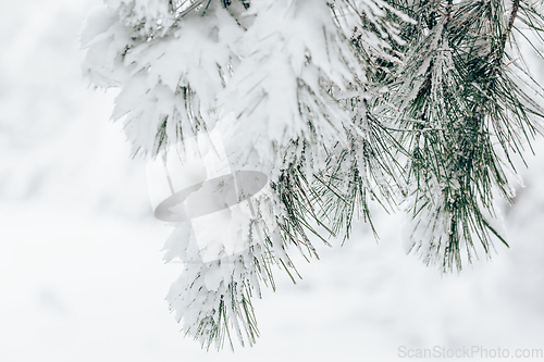 Image of Pine tree branch closeup covered in fresh white snow