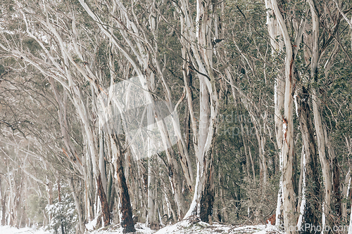 Image of Gum trees in the snow