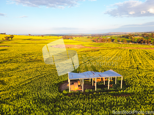 Image of Rustic open barn standing in a field of canola rural NSW Austral