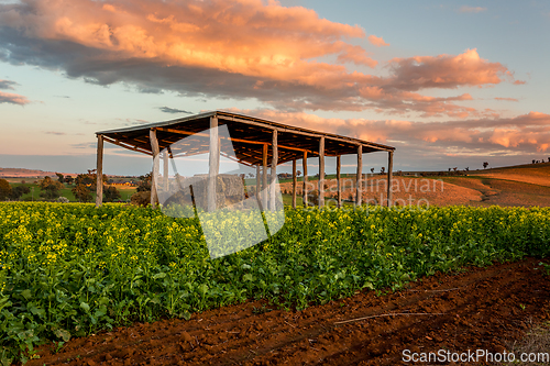 Image of Warm sunrise colours over the ebautiful canola fields and hills