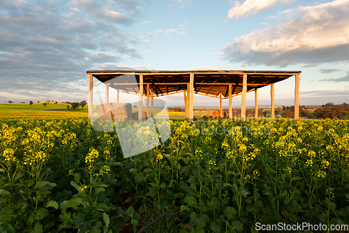 Image of Looking through an open barn to canola fields in flower