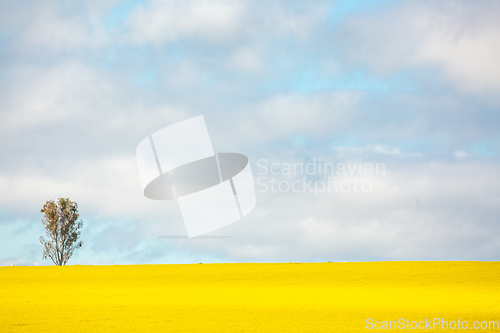 Image of Sunshine on golden canola field with a single gum tree