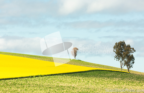 Image of Canola landscape with gum trees