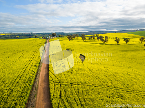 Image of Canola farmlands in rural NSW Australia