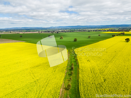 Image of Fields of green and gold farming land of wheat and canola