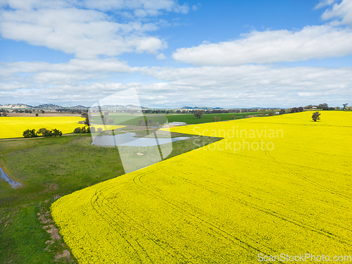 Image of Aerial view of canola and grazing fields