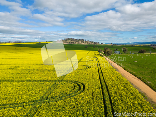 Image of Beautiful green and gold fields of wheat and canola rural Austra