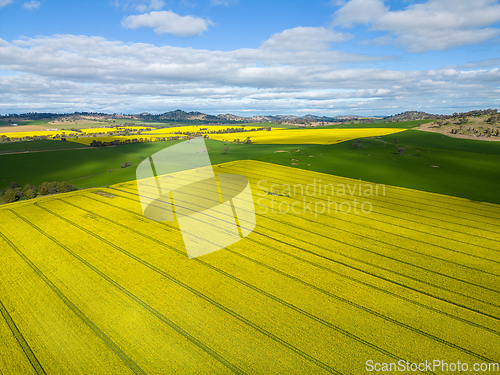 Image of Canola fields and rolling hills countryside scenery