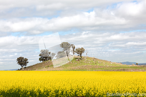 Image of Canola field at the bottom on a small rocky hillside in rural Au