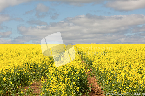 Image of Tractor rows through canola fields