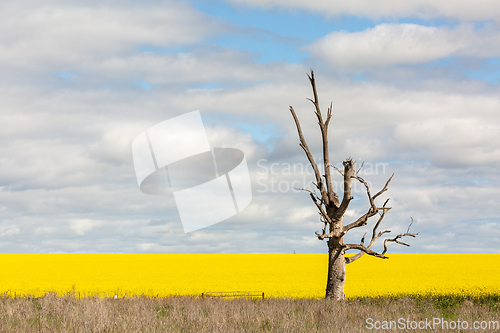 Image of Old dead gum tree and a field of yellow canola in flower