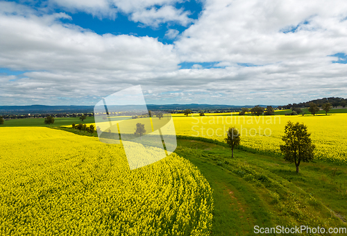 Image of Farming fields blooming with golden yellow canola in spring