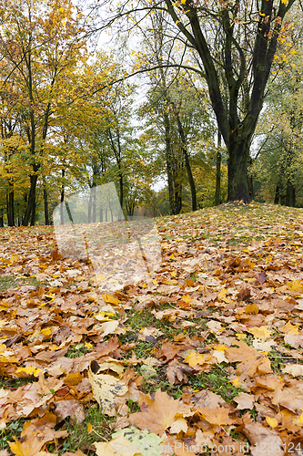 Image of yellowed maple trees in autumn