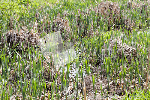 Image of swamp, spring