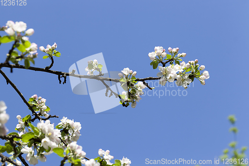 Image of white flowers