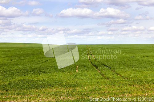 Image of wheat green