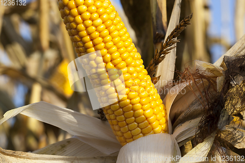 Image of one open ear of corn