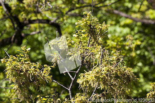 Image of oak blossom