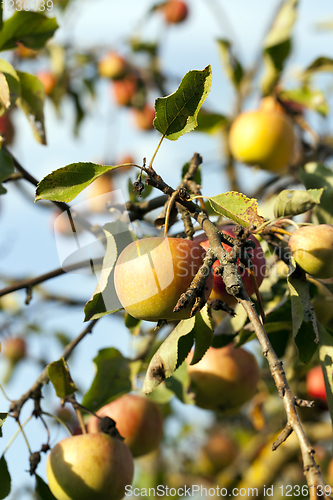 Image of ripe whist apples