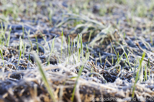 Image of Snow drifts in winter