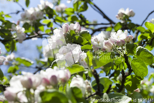 Image of white flowers of trees