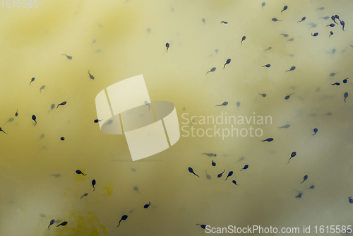 Image of lots of tadpoles