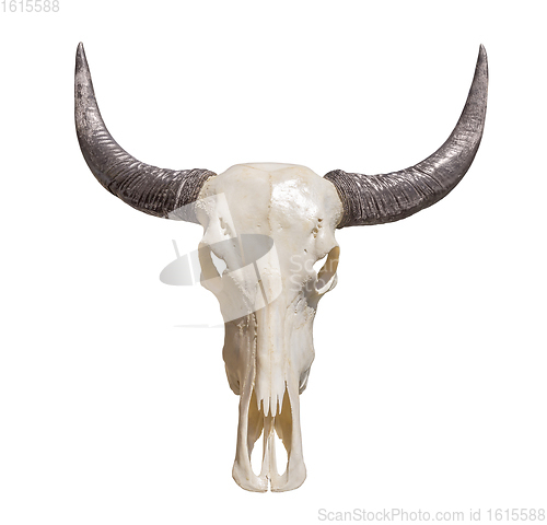 Image of horned animal skull