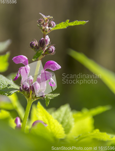 Image of dead-nettles closeup