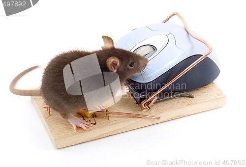 Image of Clever Mouse