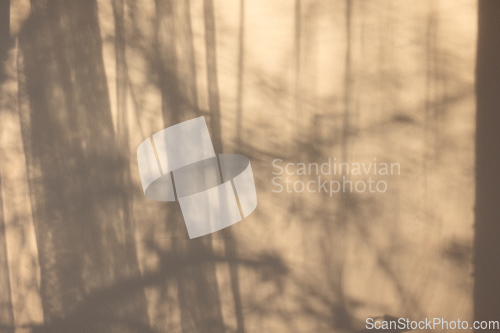 Image of reflection of tree branches and curtains 