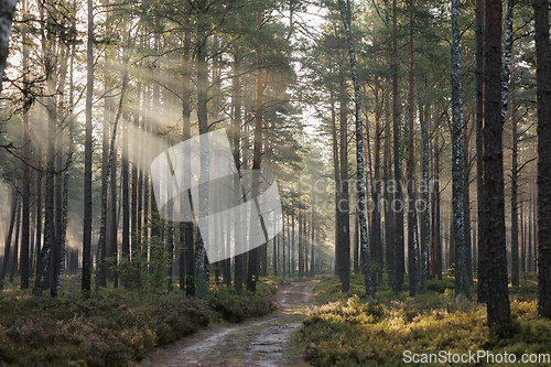 Image of forest landscape at dawn