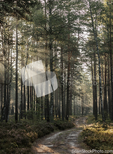 Image of forest landscape at dawn