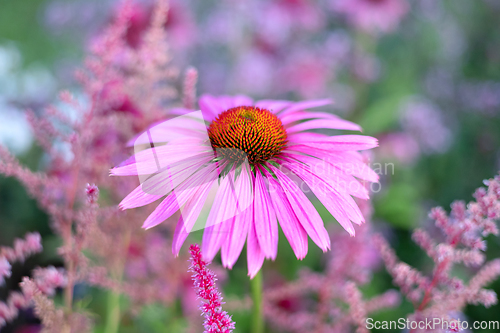 Image of close up oh echinacea