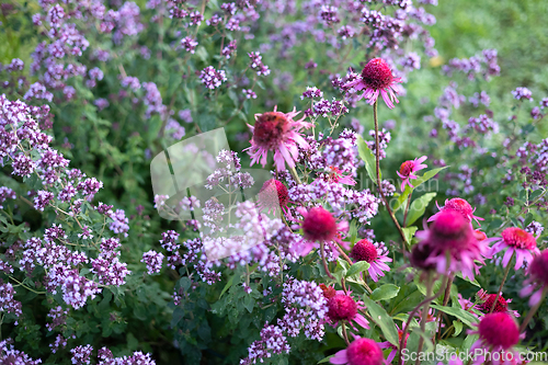 Image of beautiful flower bed