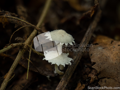 Image of Cystolepiota pulverulenta Fungi